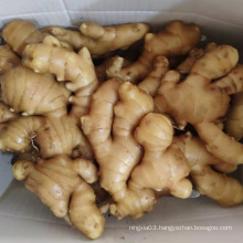 Price of bulk fresh organic ginger